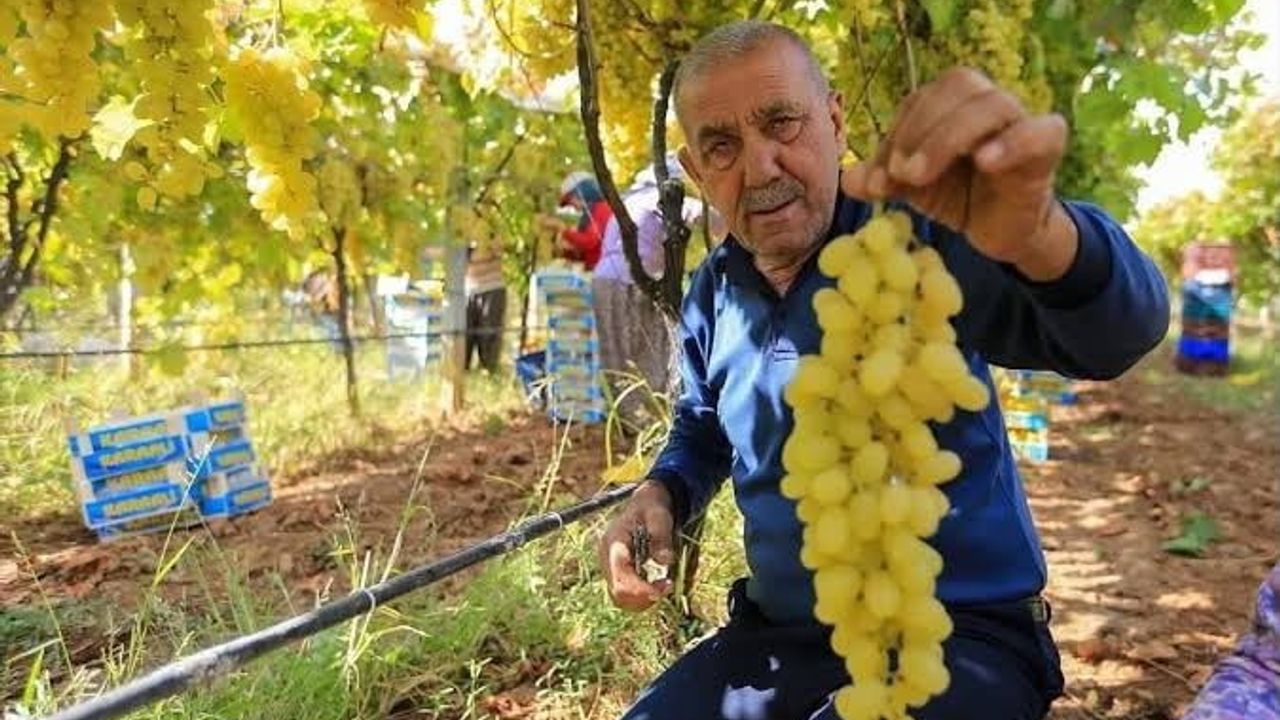 Sarıgöllü üreticiler tmo'nun kuru üzüm fiyatını erken açıklamasını bekliyor