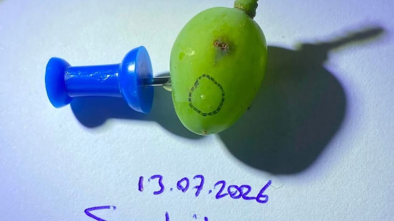 Sarıgöllü üzüm üreticilerine ovosit ilaçlaması uyarısı