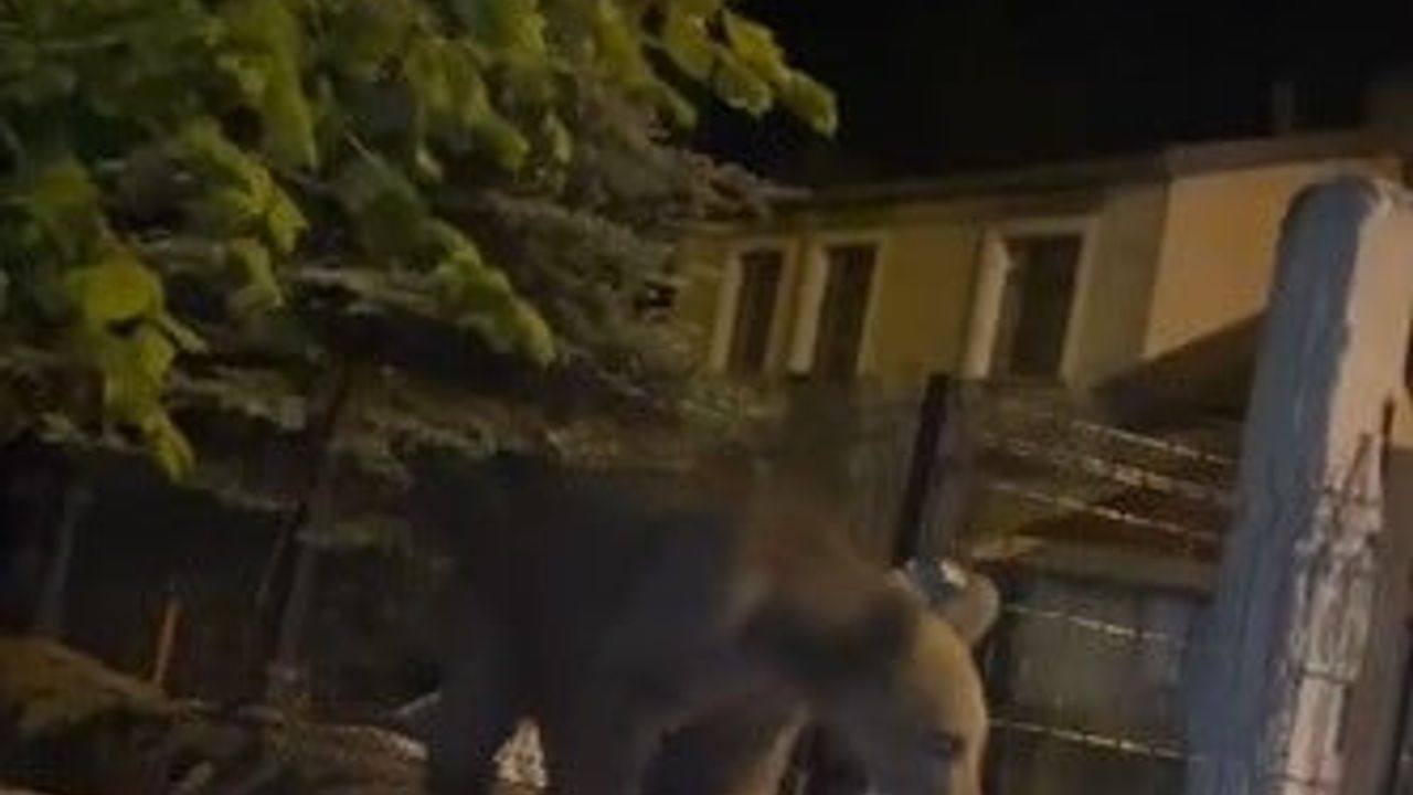 Sarıkamış’ta ayı ailesi ev bahçesinde misafir oldu