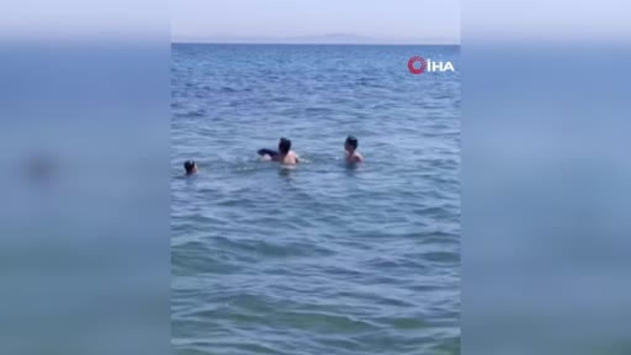 Şarköy'de denizde yüzenlerin arasına yavru yunus girdi