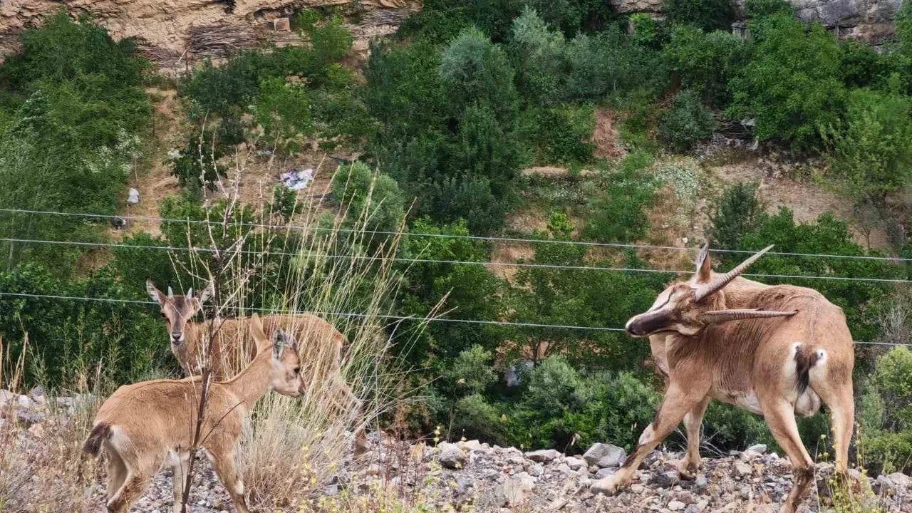 Sarp yamaçlarda akrobatik gösteri: yavru yaban keçilerinin kayalık oyunu
