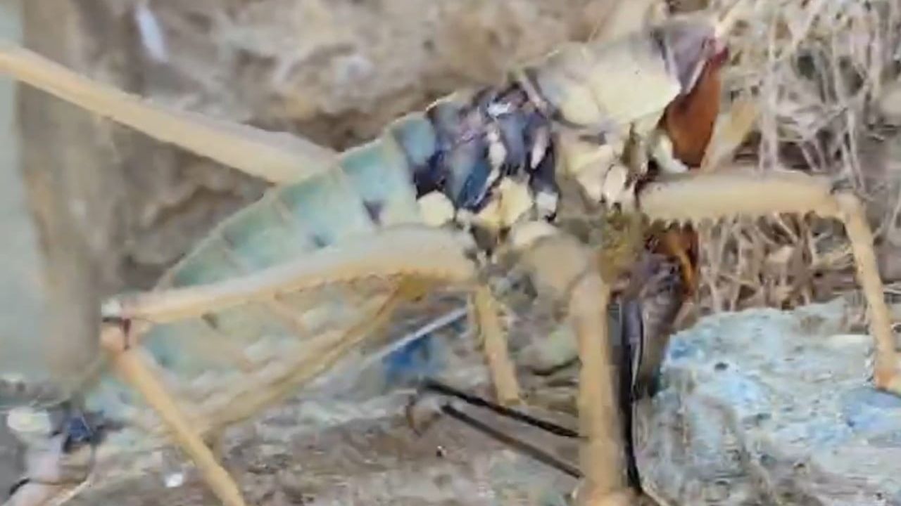 Sason'da nadir görülen dev etçil çekirgenin av anı kaydedildi