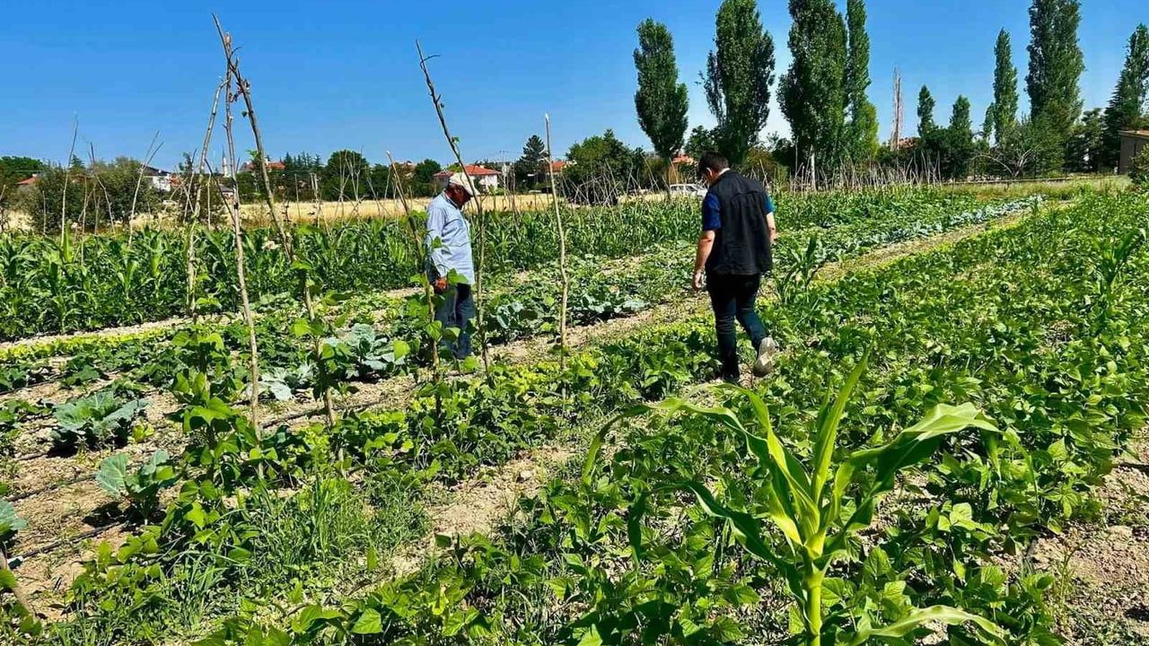 Sebze üretim alanlarında kontroller sürüyor