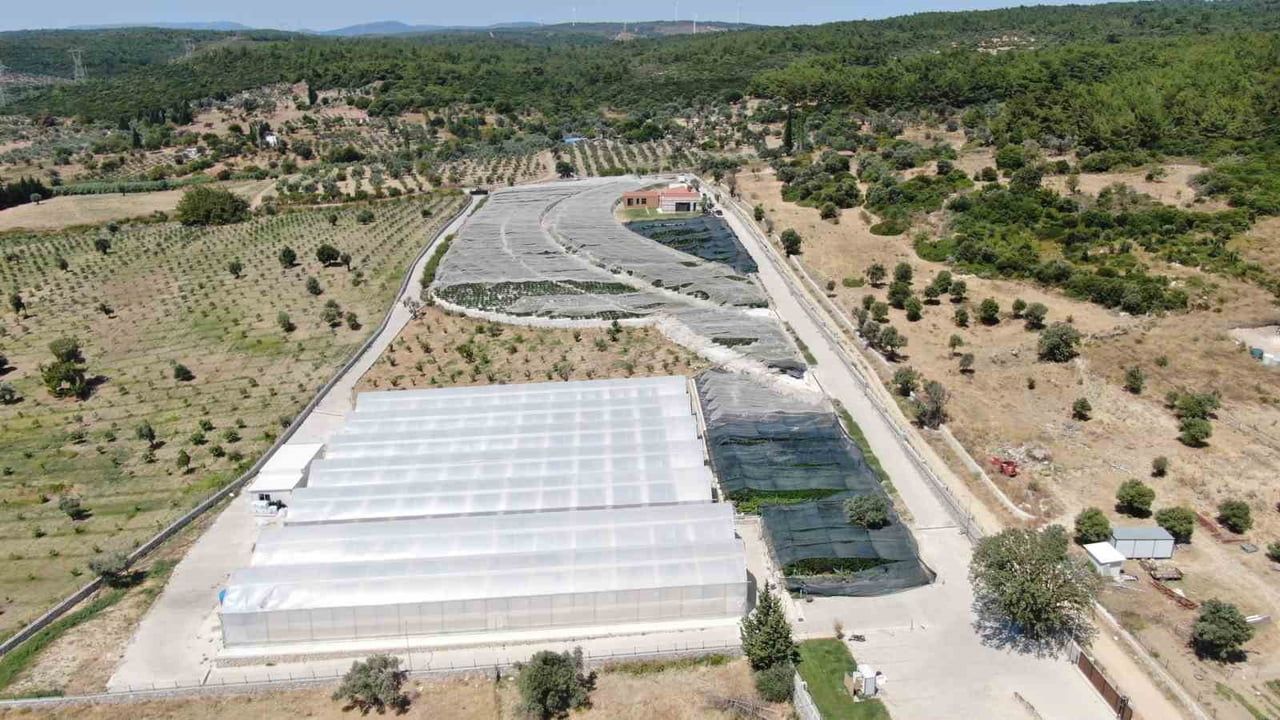Şehirden kaçışın rotası Urla: topraksız serada üzümsü üretim ve tropikal denemeler