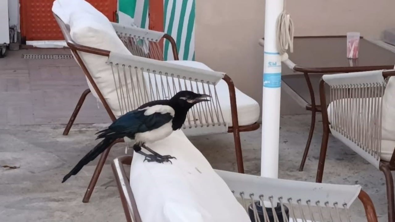 Sevimli saksağan Tekirdağlıların maskotu haline geldi