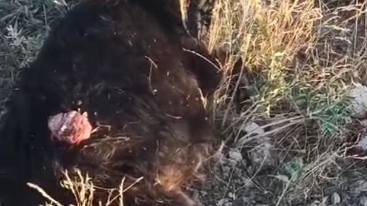 Seydişehir'de sürüden ayrılan keçiye sokak köpekleri saldırdı