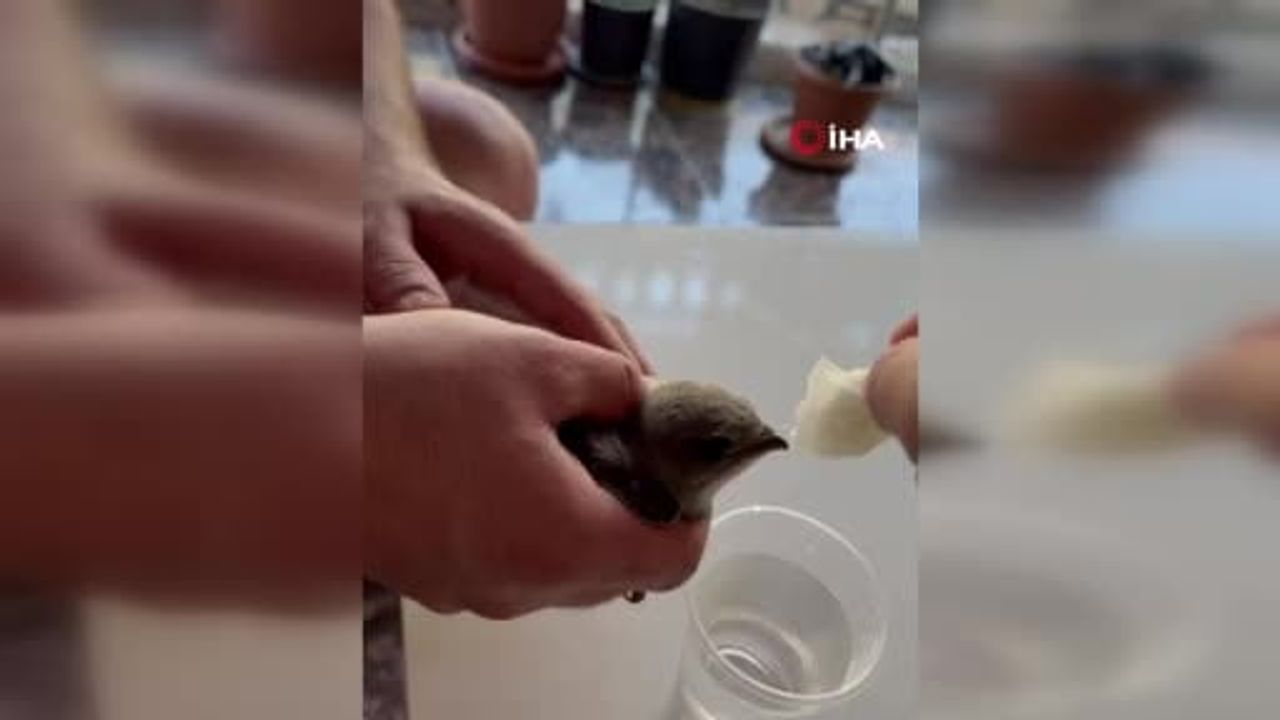 Sıcaktan bitkin düşen ebabil kuşu vatandaştan su içerek kendine geldi