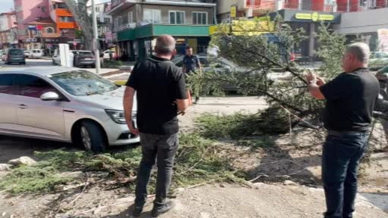 Şiddetli rüzgâr çam ağacını devirdi, park halindeki araç zarar gördü