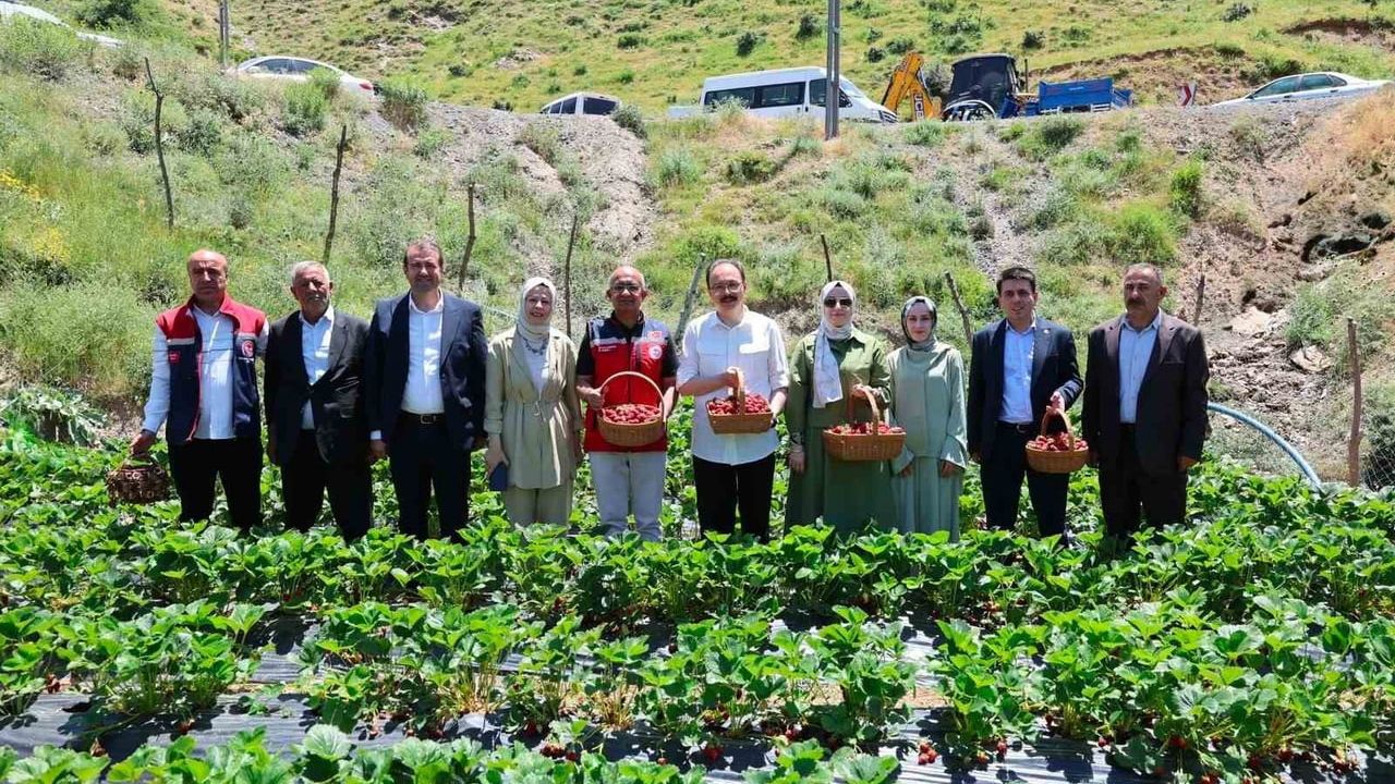Siirt'te çilek hasadı başladı