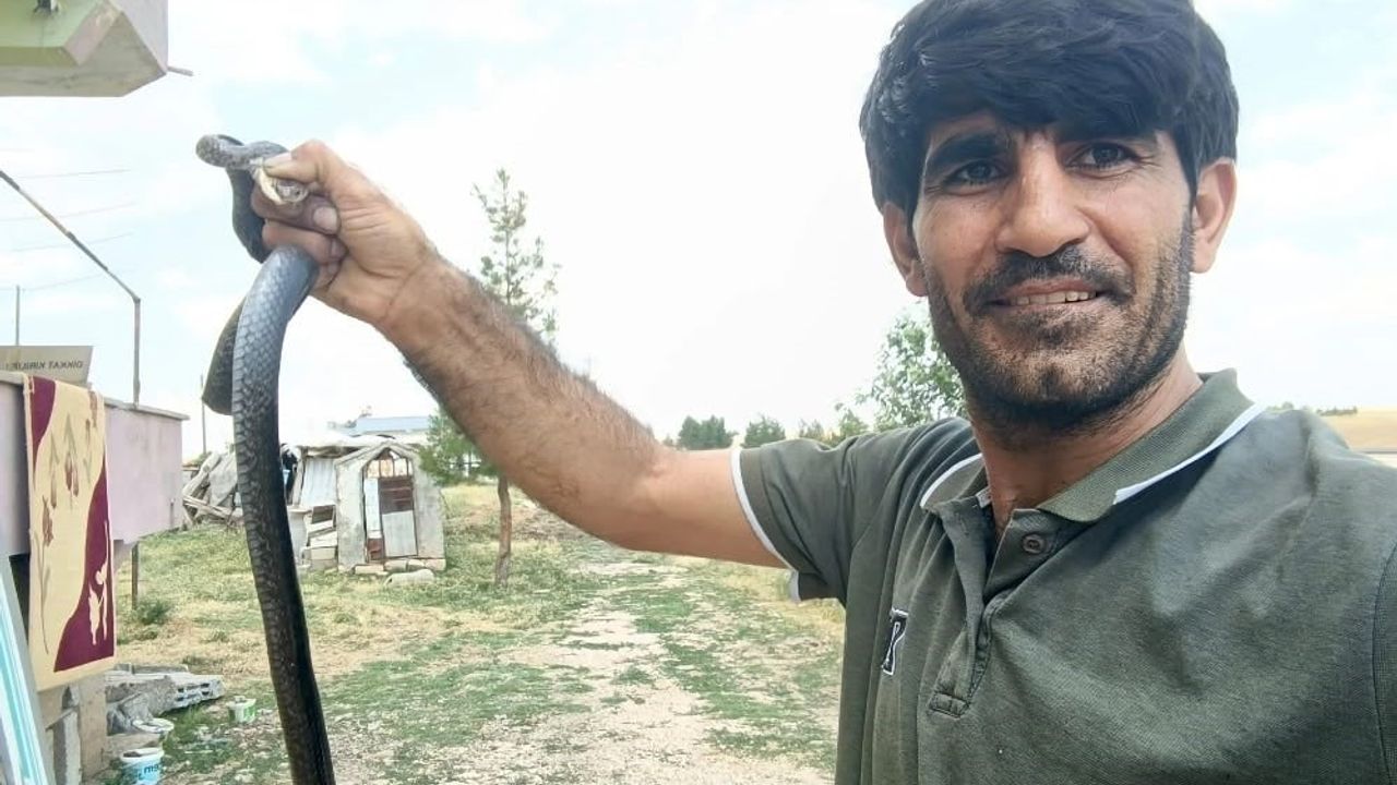 Siirt’te evine giren yılanı eliyle yakaladı