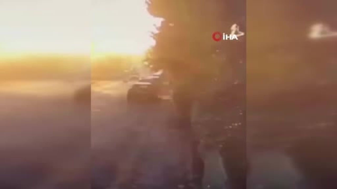 Silivri'de araçla sokak köpeklerinin üzerine sürme: şüpheli tutuklandı