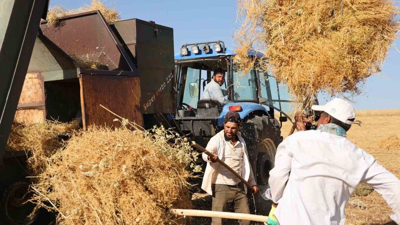 Silvan'da yüksek sıcaklığa rağmen mercimek hasadı sürüyor