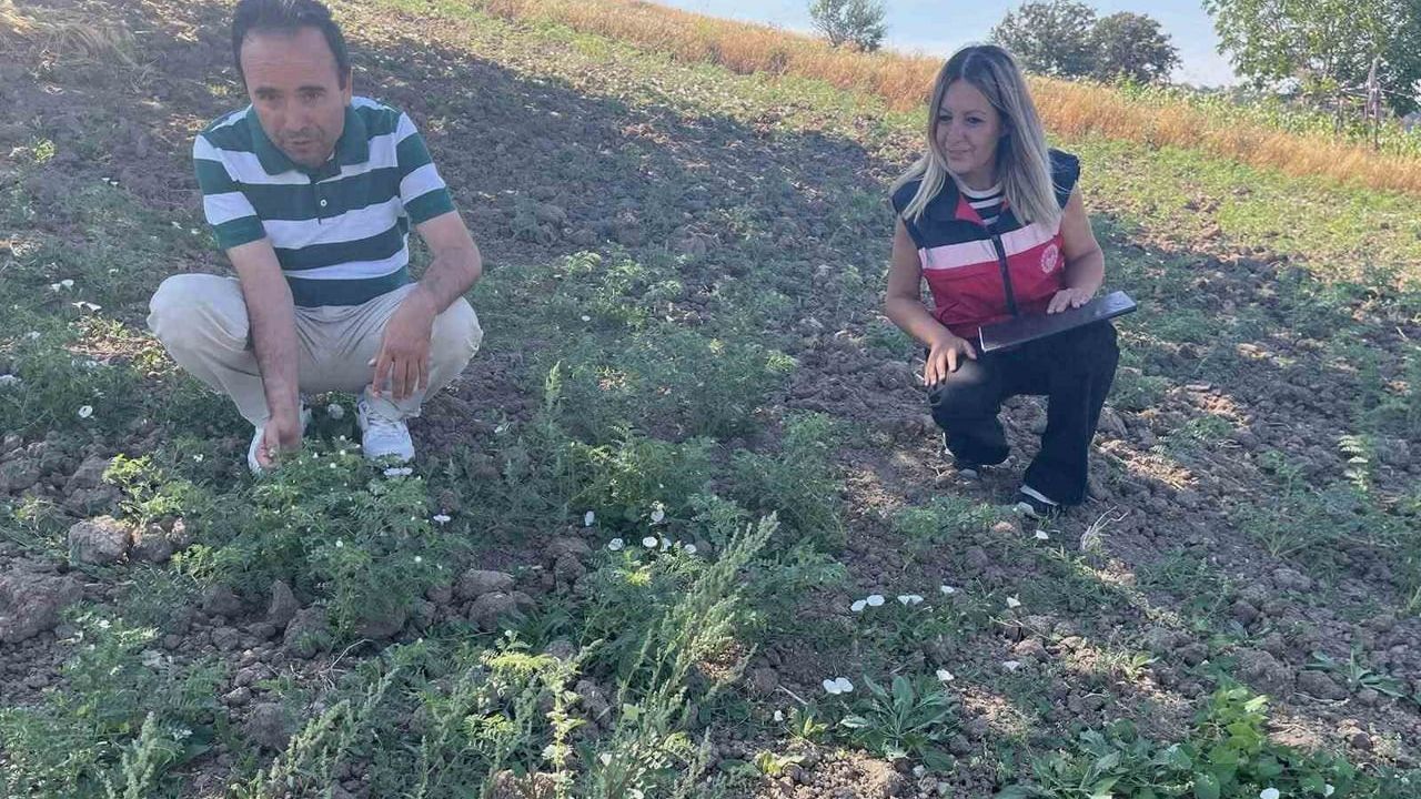Simav'da TAKE projesi nohut üretimi sahada yerinde değerlendirildi