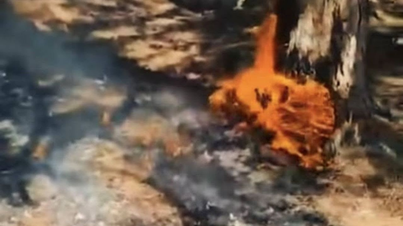 Simav Gölcük mesire alanındaki yangın ekip müdahalesiyle kontrol altına alındı