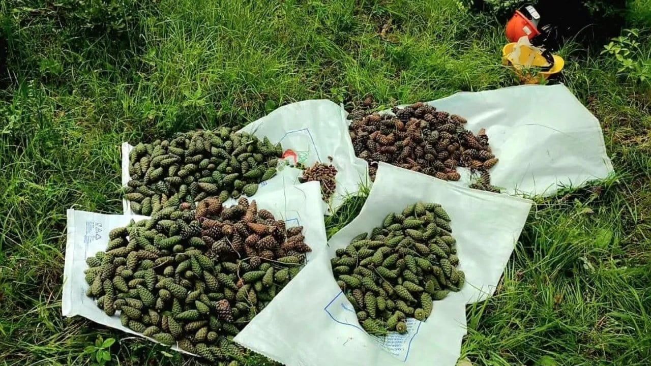 Sinop'ta karaçamlarda umut: 2026 bol tohum yılına işaret eden tespit