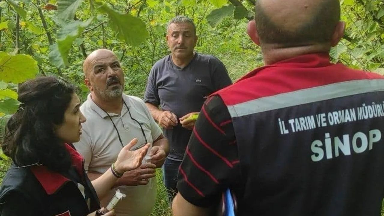 Sinop'ta samuray arıları doğaya salındı: kahverengi kokarcayla biyolojik mücadele