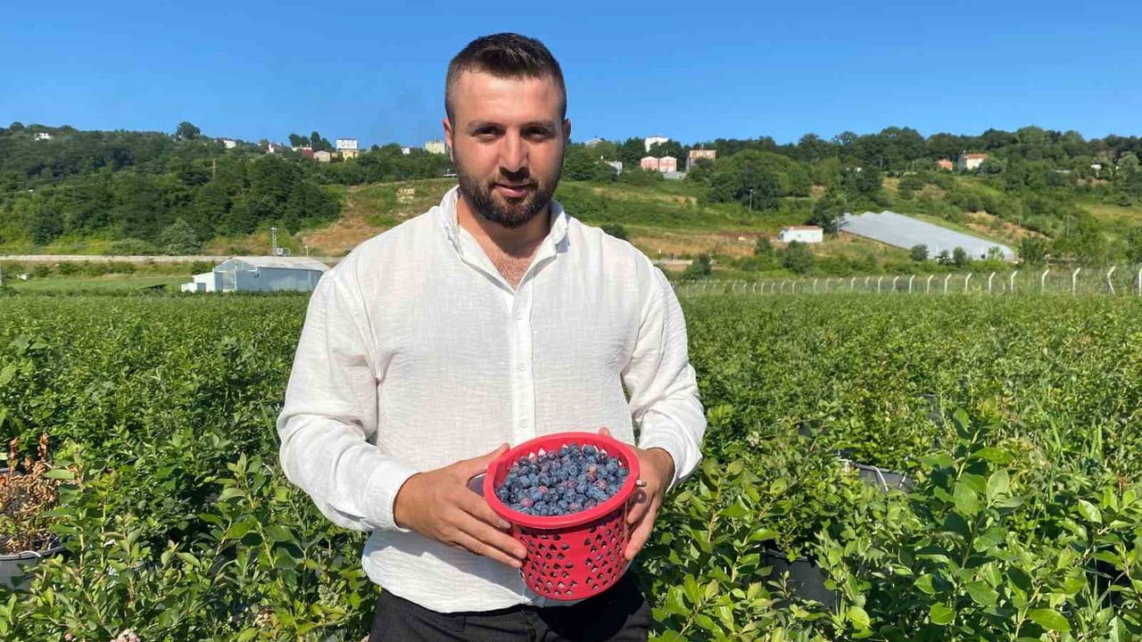 Sinop'ta yaban mersini hasadı başladı