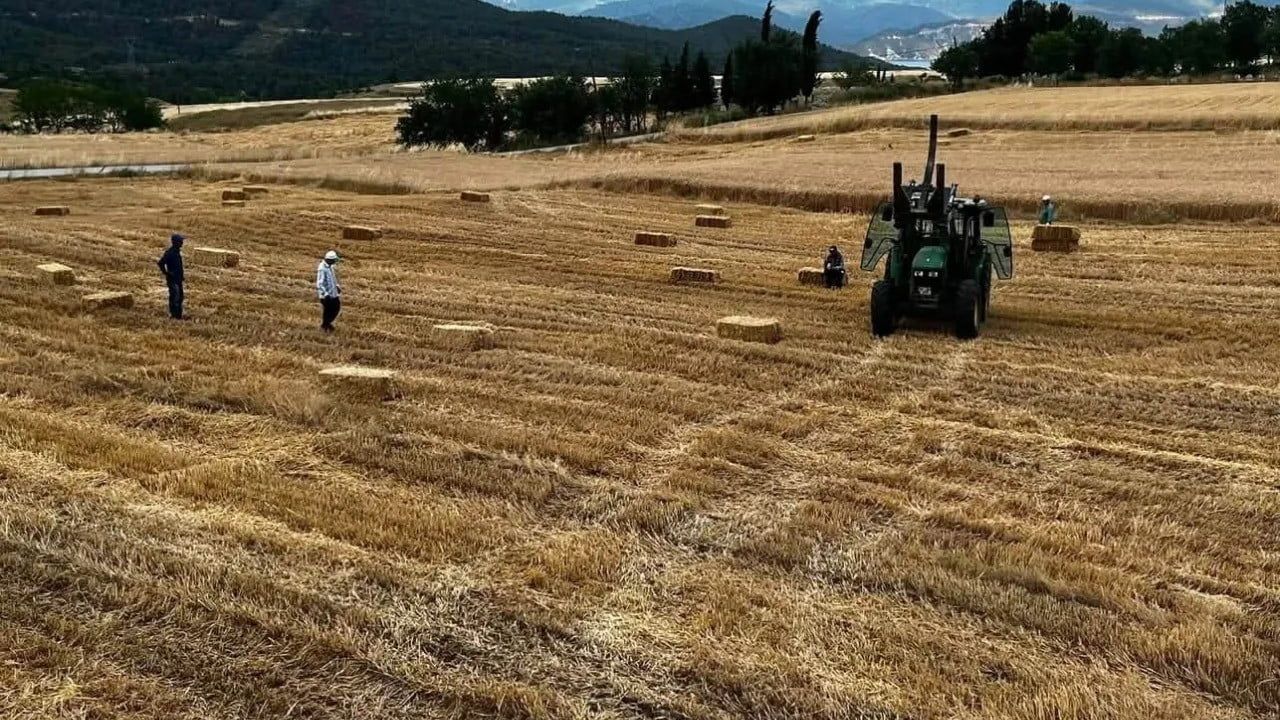 Sinop’ta yılın ilk buğdayları Saraydüzü ilçesinde hasat edildi
