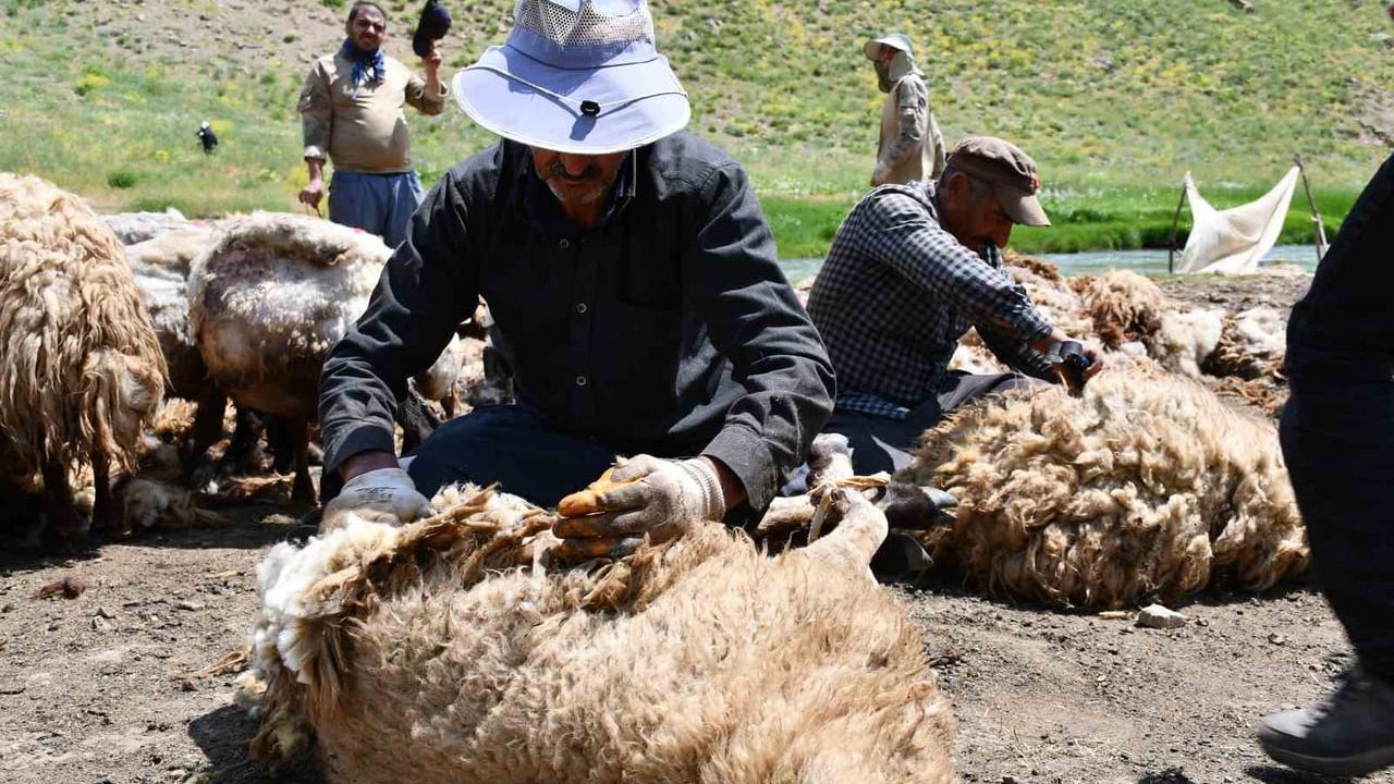 Şırnak'ta koyun kırkma mesaisi başladı