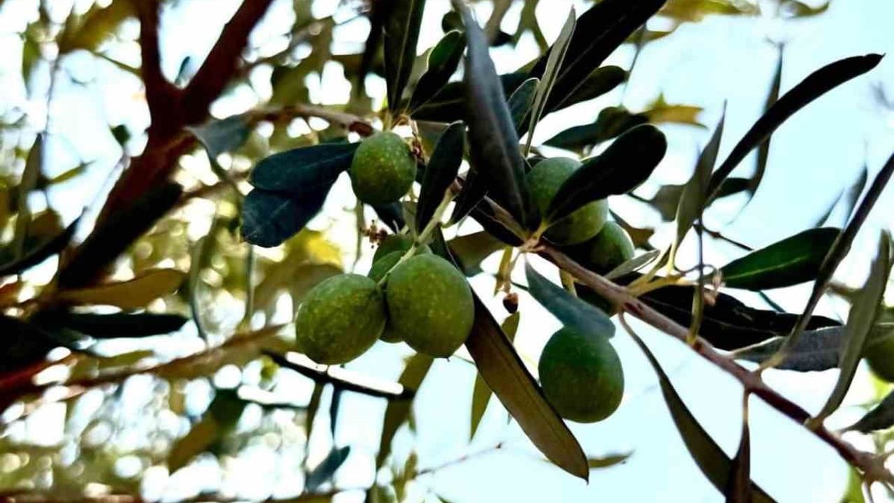 Şırnak’ta zeytin üreticileri için kapsamlı hasar tespit çalışmaları başlatıldı