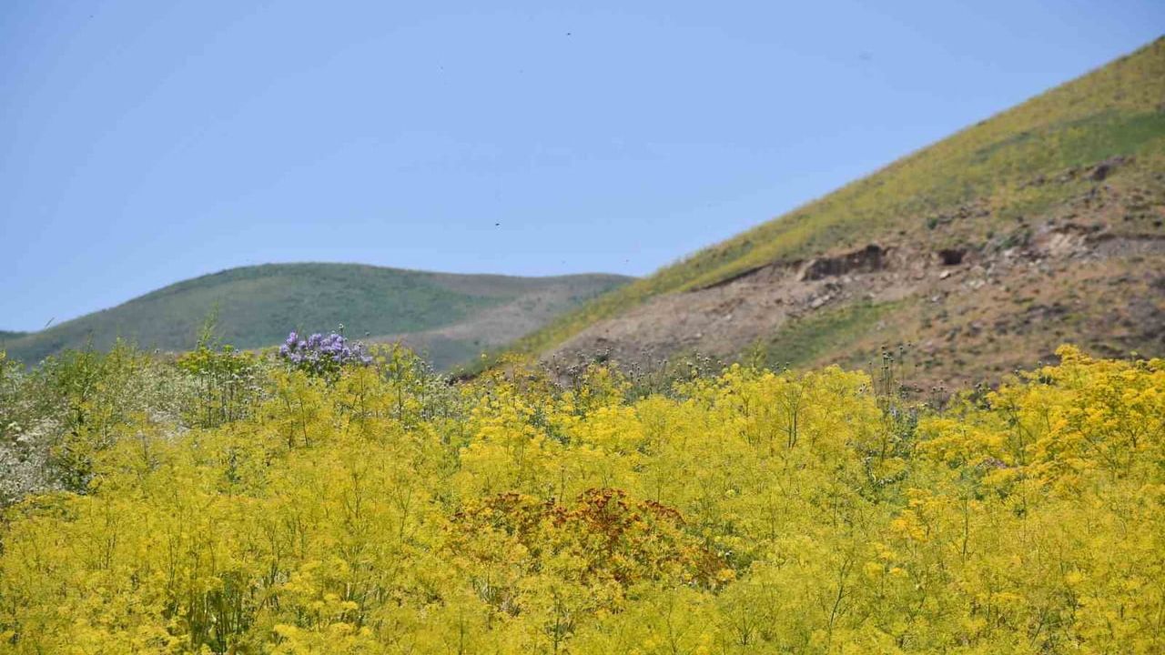 Şırnak yaylaları sarı renge büründü