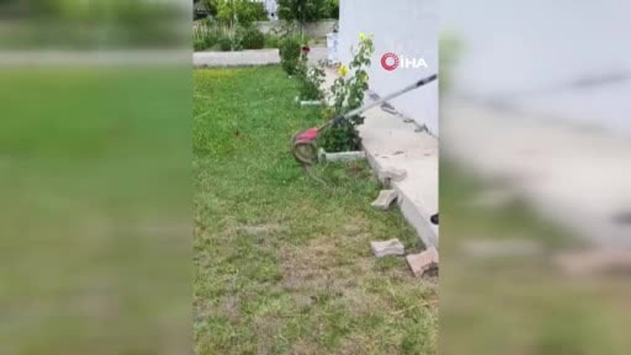 Sivas'ta itfaiye odun yığınlarındaki yılanları yakalayıp doğaya bıraktı