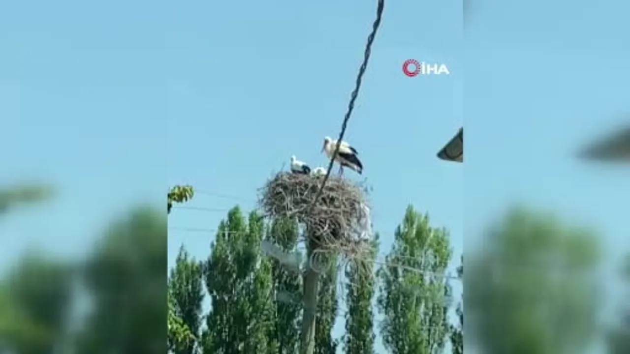 Sivas'ta leylek ailesinin beslenme anı, ziyaretçiye çocukluk anılarını hatırlattı