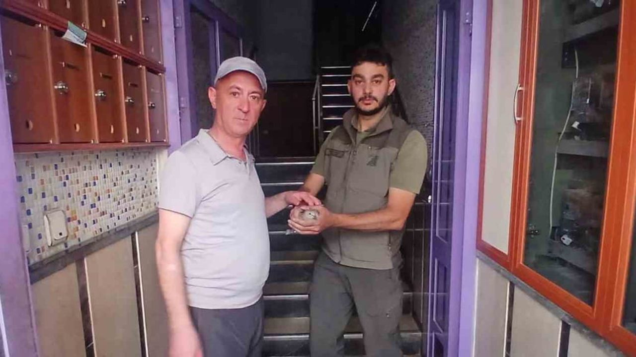 Sivas'ta yaralı kumru şırıngayla beslenerek iyileşti