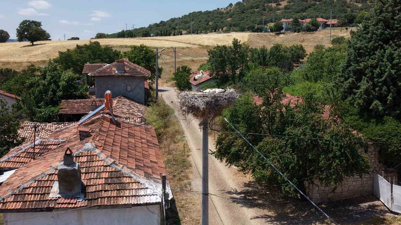 Sofça köyünde leylekler köyün maskotu oldu