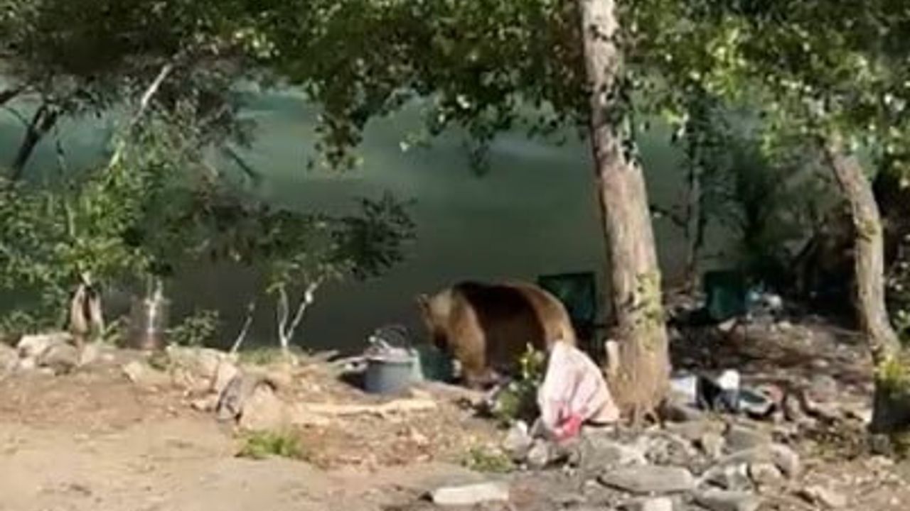 Sofralarını karıştıran ziyaretçi: Ovacık'ta bozayı kısa süreli şaşkınlık yarattı