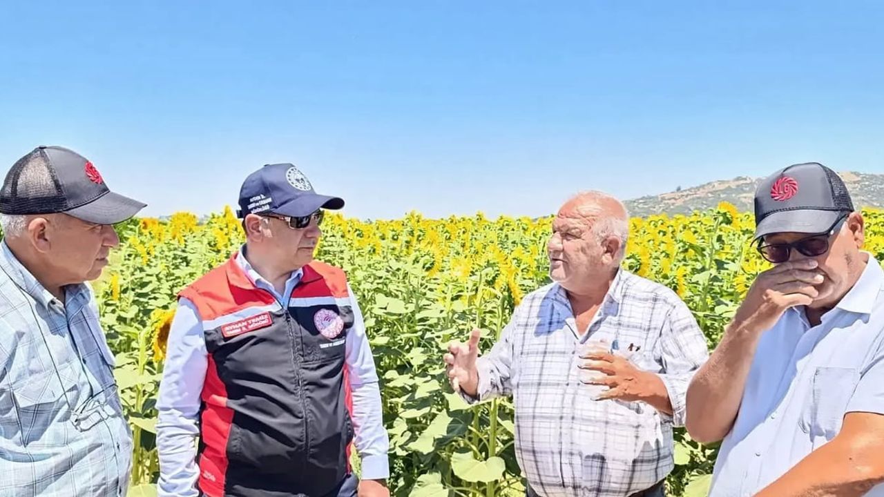 Söke, Aydın ayçiçeği üretiminin yüzde 72'sini karşılıyor