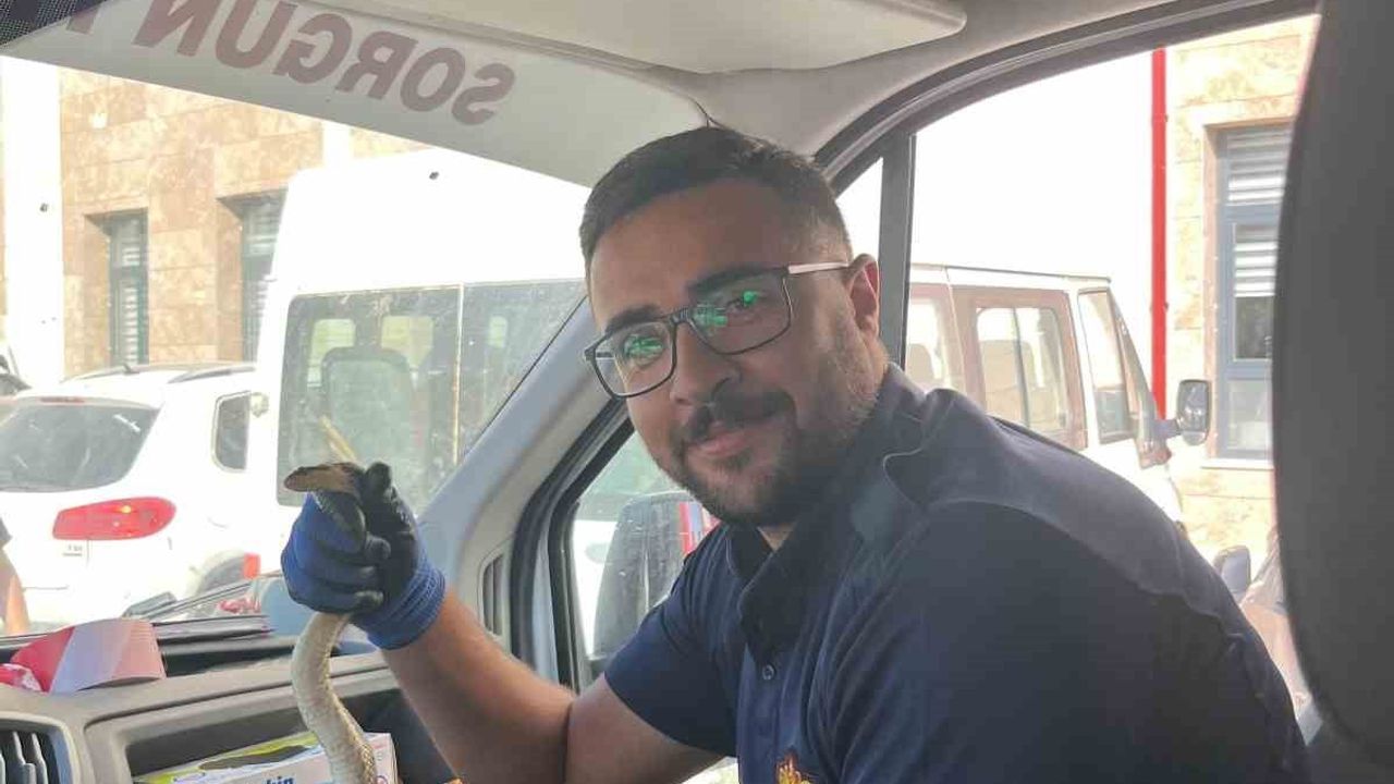 Sorgun kaymakamlığı bahçesinde görülen yılan ekiplerce yakalanıp doğaya bırakıldı