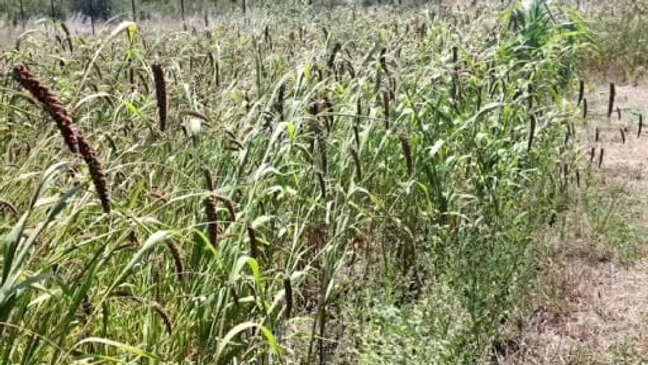 Subaşı'nda alternatif tarım denemesi: muhabbet kuşu yemi ilk hasatta olumlu sonuç verdi