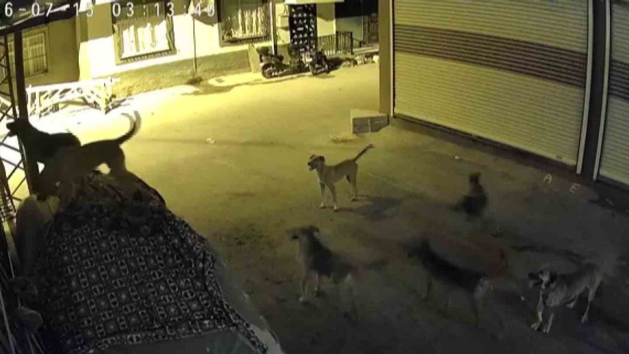 Sürü halindeki köpeklerden korkan kedi pencere demirlerine tırmandı
