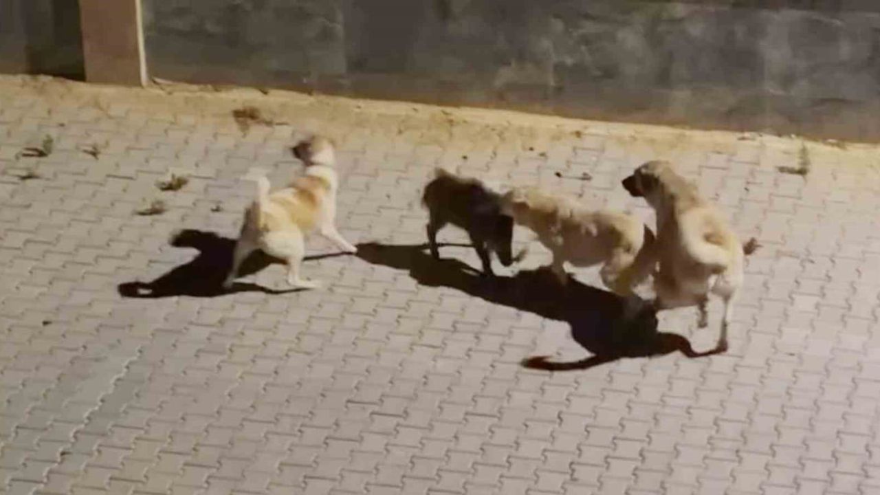 Sürü içgüdüsü devreye girdi: yaban domuzları kangal cinsi köpeğin saldırısını püskürttü