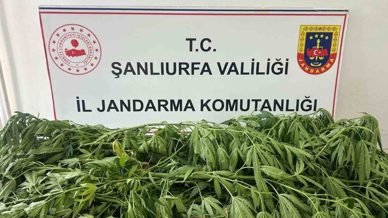 Suruç'ta jandarma operasyonunda 35 kök kenevir ve bir gözaltı