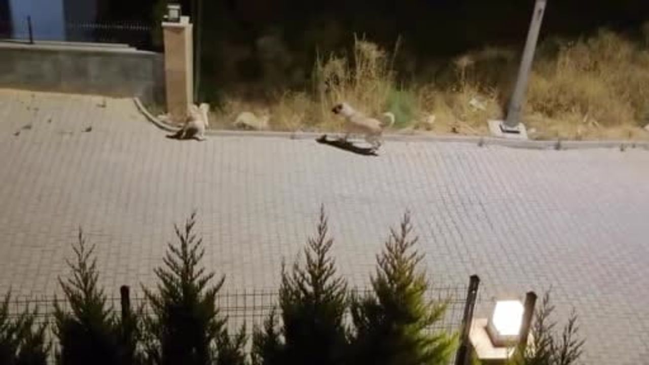 Sürünün müdahalesiyle kurtuldu: Kuşadası'nda yaban domuzu saldırıdan kaçtı
