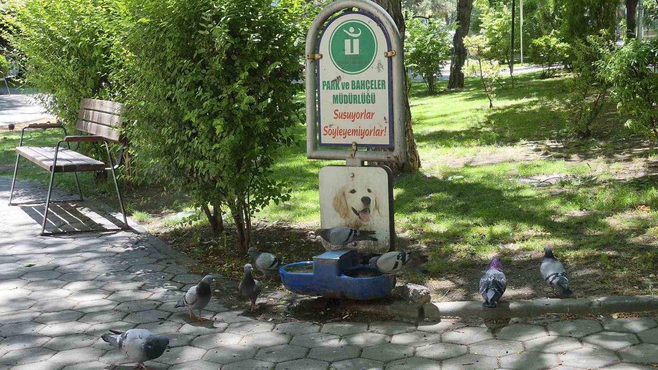 Susayan güvercinler Eskişehir'de sokak köpekleri için konulan suyu içti