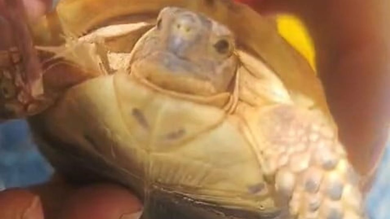 tarlada diken batan yavru kaplumbağaya şefkat eli