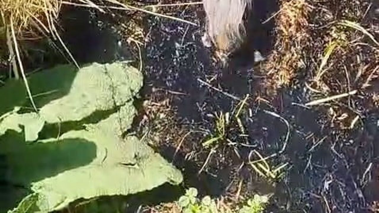 Tarlada köstebek sanılan canlı Palu'da kör fare çıktı