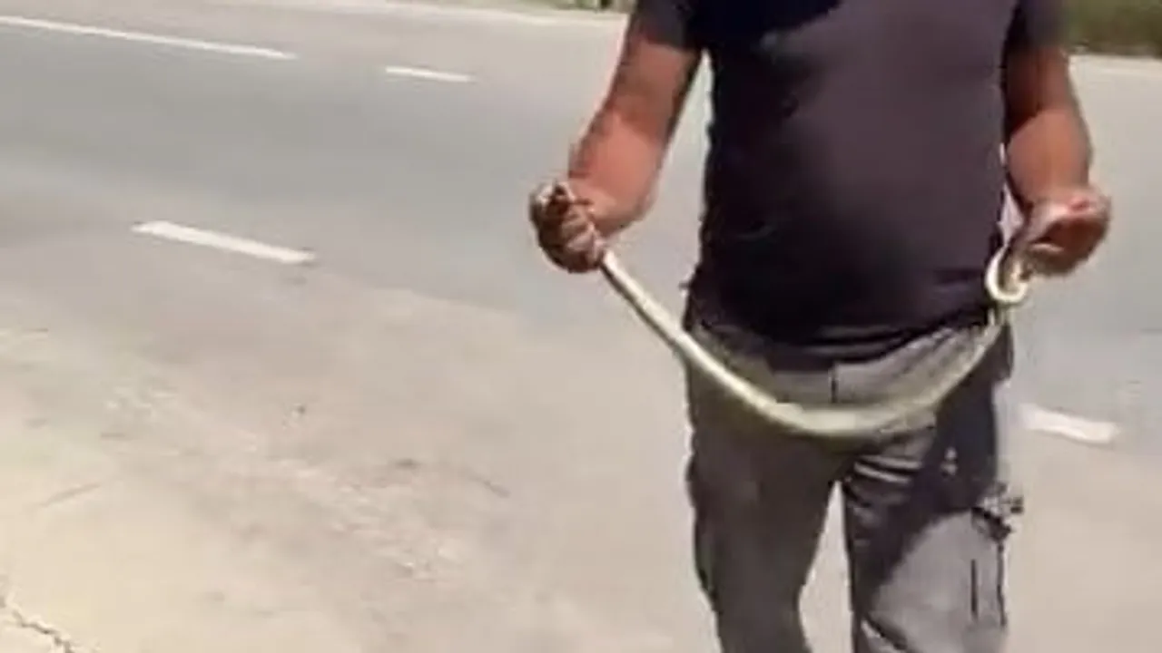Tarlasındaki yılanı eliyle yakalayan çiftçinin sakin müdahalesi