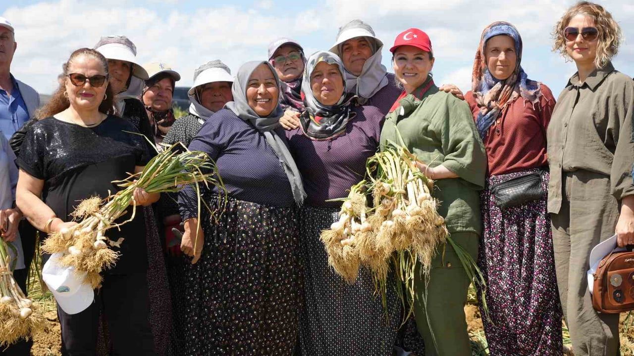 Taşköprü sarımsağının hasadı başladı