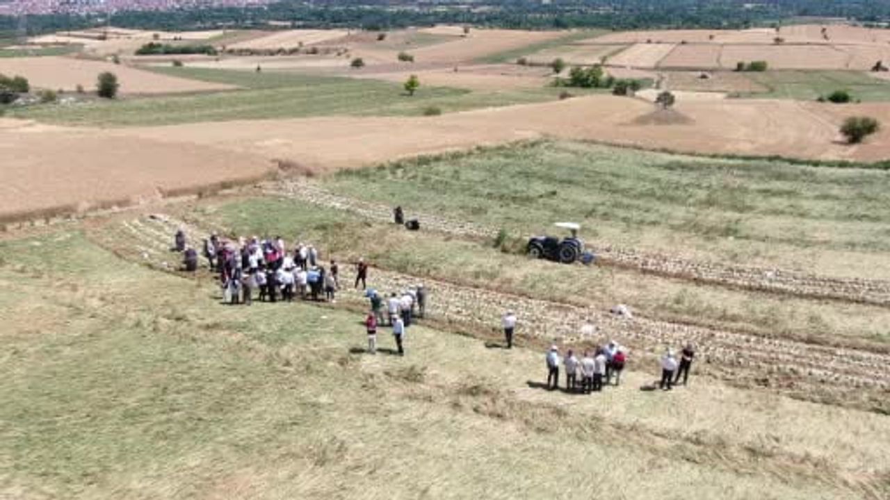 Taşköprü sarımsağının hasadı başladı