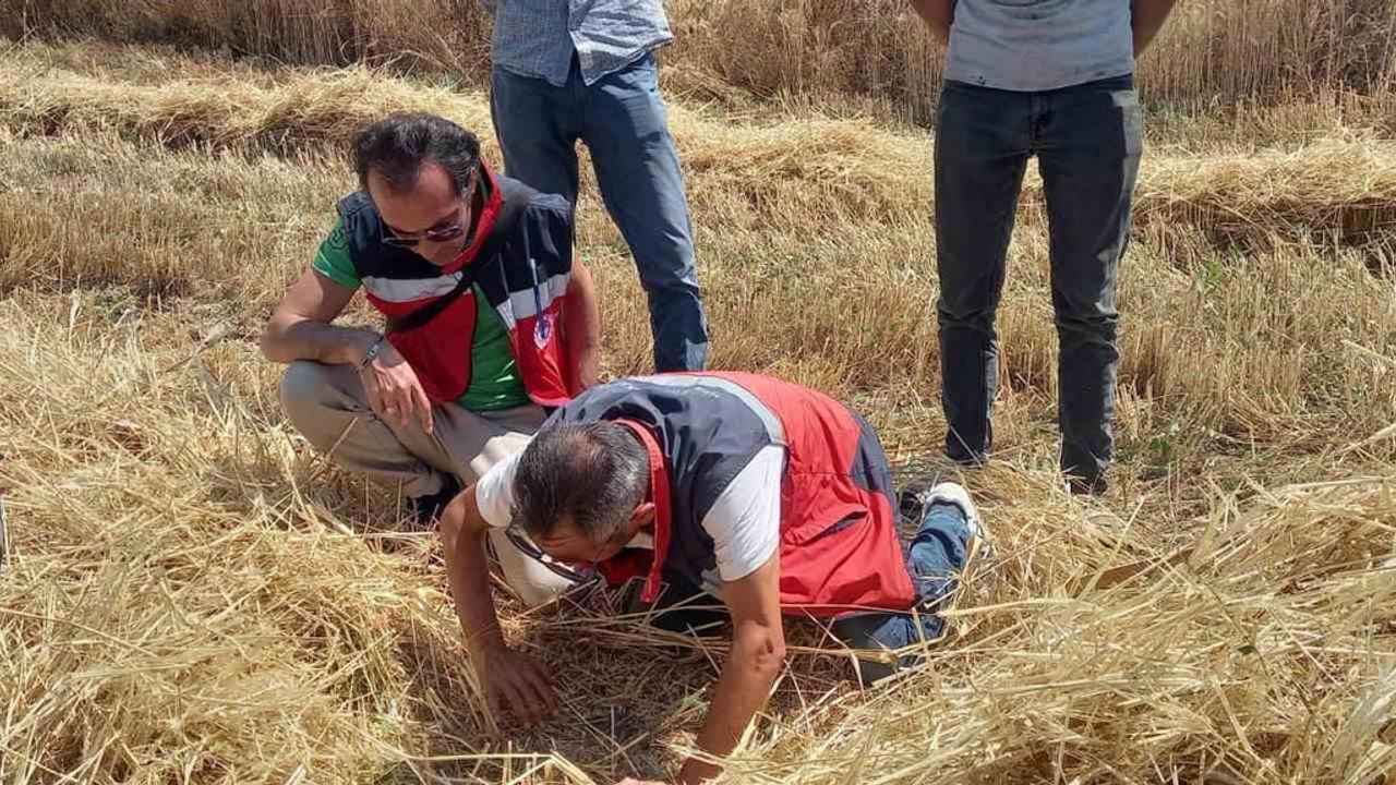 Tavşanlı’da biçerdöver kontrolleri sürüyor