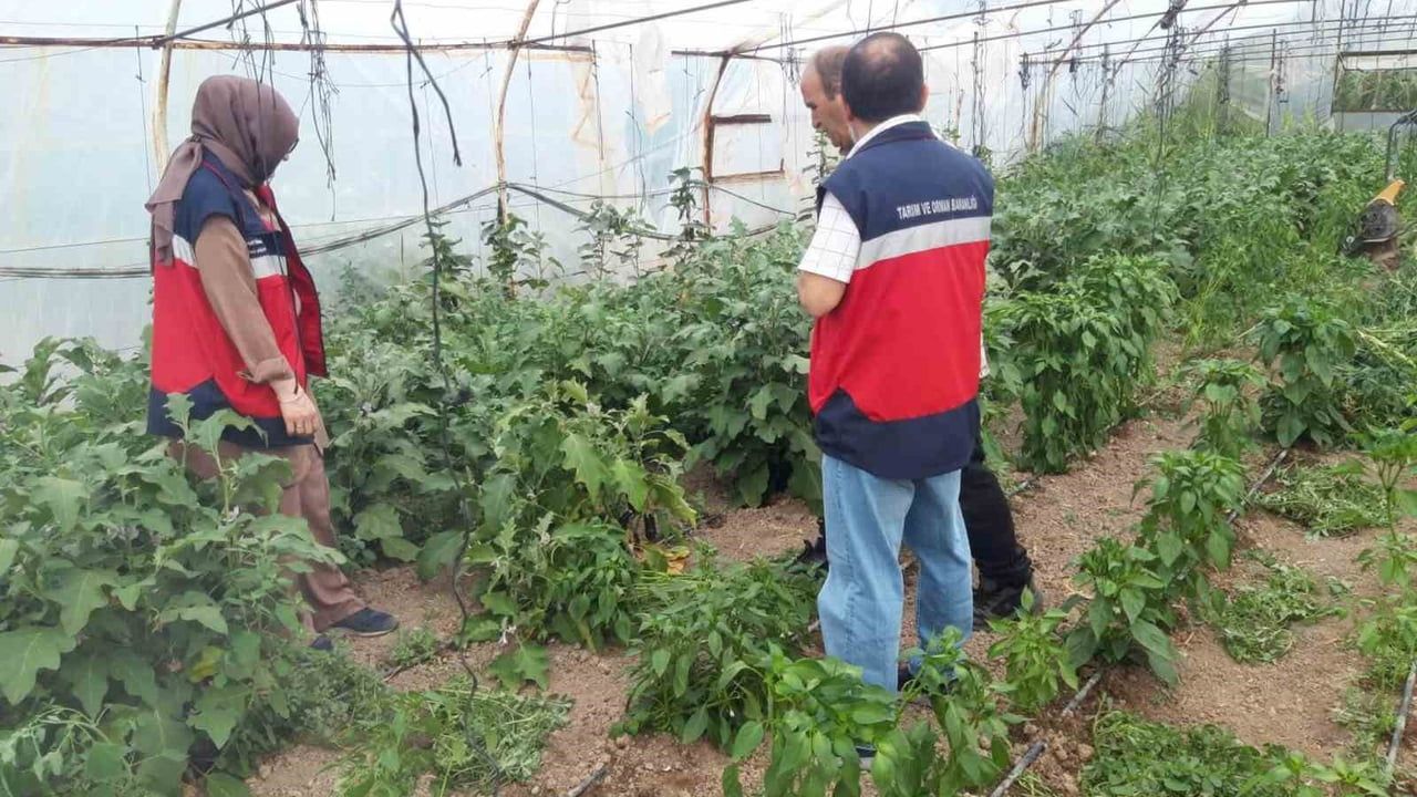 Tavşanlı'da üreticinin yanında: saha denetimleriyle hastalık ve zararlı riskleri azaltılıyor