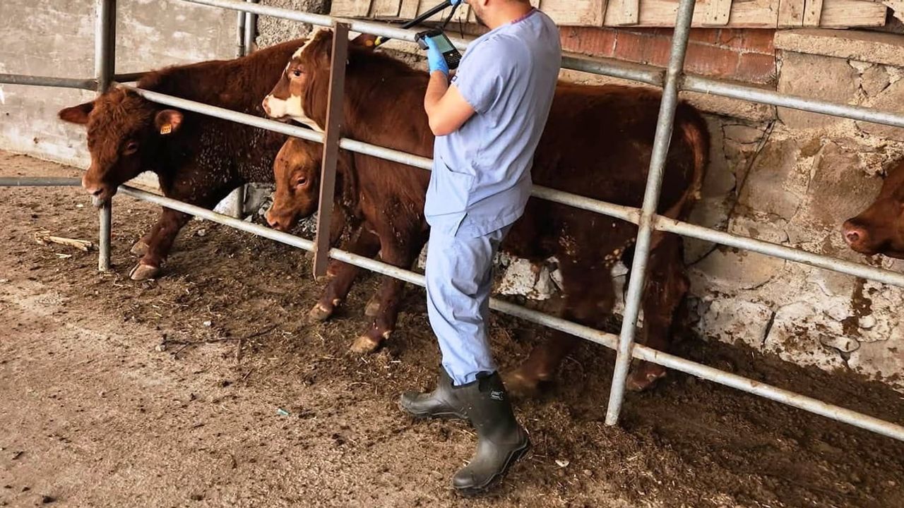 Tavşanlı'da Uruguay menşeli besilik sığırlar sağlık ve kayıt kontrolünden geçti