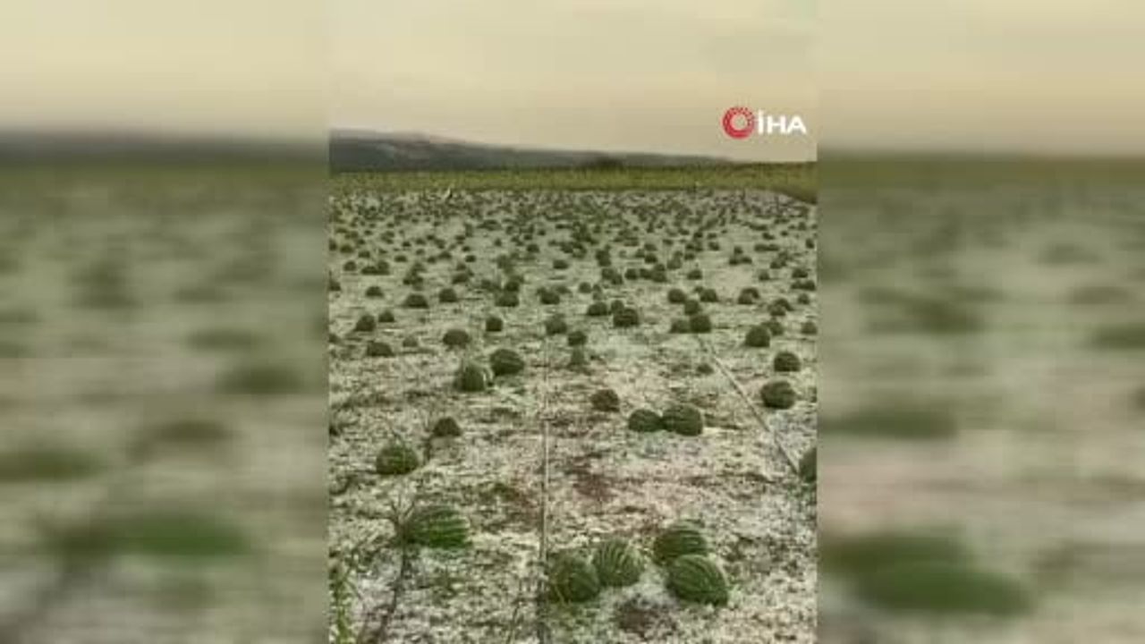 Tekirdağ'da dolu ayçiçeği ve karpuz tarlalarını vurdu