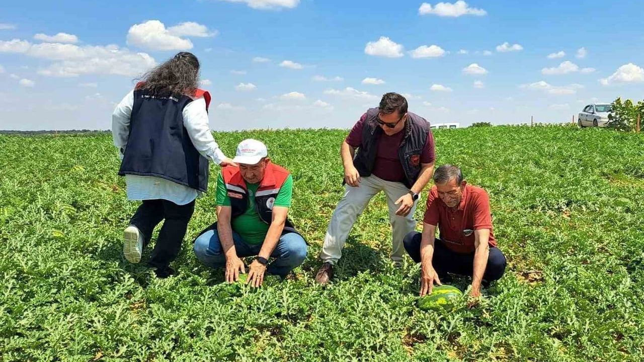 Tekirdağ'da ilk karpuz hasadı başladı