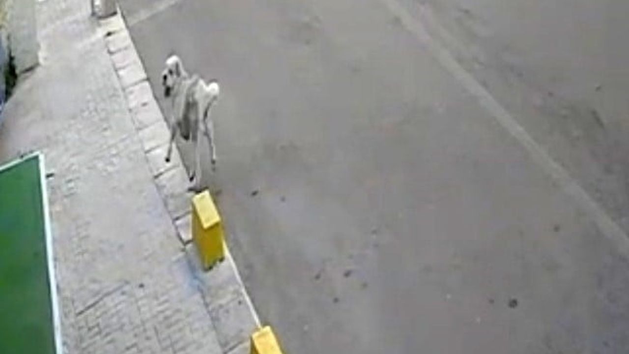 Tekirdağ’da mahallenin maskotu Yumak’a araba çarptı