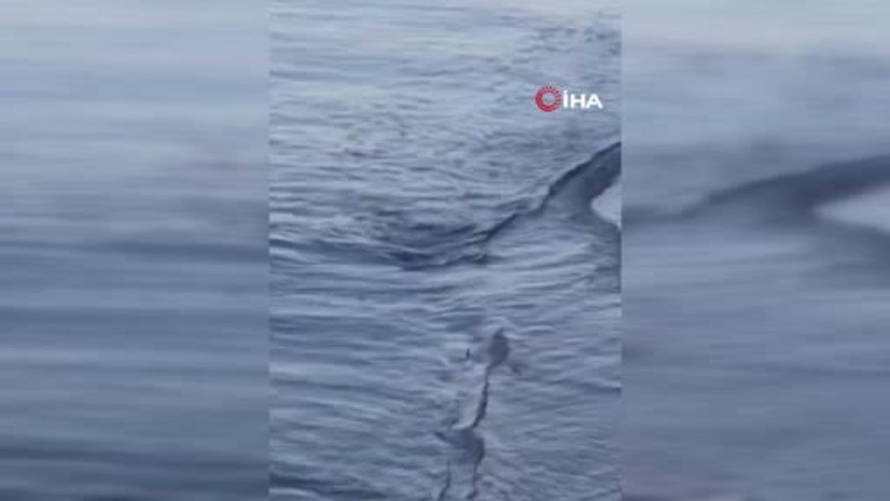 Tekirdağ kıyısında nesli tehlike altındaki su samuru görüntülendi